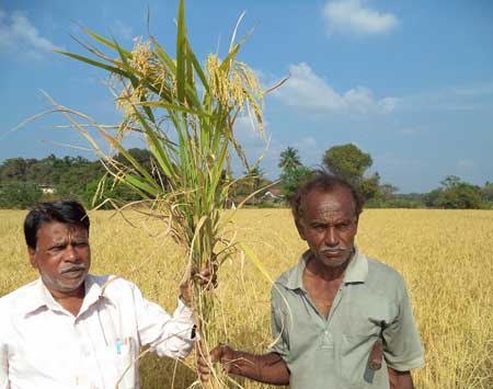 ಗದ್ದೆಯಲಿ ರಂಗೋಲಿ