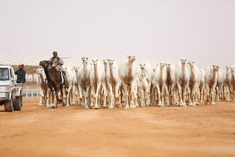 ಬದೂವಿ ಎಂಬ ಜೀವಕಾರಂಜಿ
