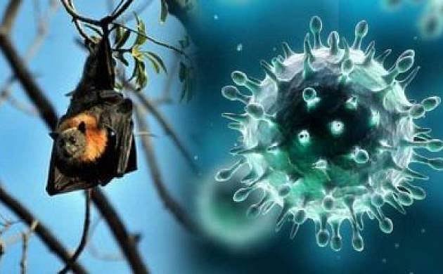 NiPah Alert: ಕೇರಳದಲ್ಲಿ ಅಸಹಜವಾಗಿ ಮೃತಪಟ್ಟ ಇಬ್ಬರಲ್ಲೂ ನಿಪಾ ವೈರಸ್‌ ಪತ್ತೆ