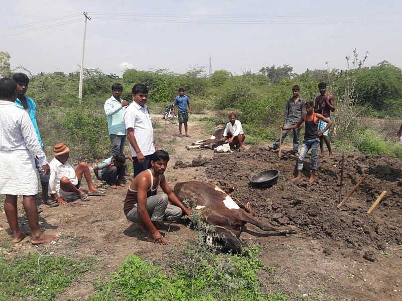 ಒಡಿಶಾದ ಕೊರಾಪುಟ್‌ನಲ್ಲಿ ಮೂವರಿಗೆ ಆಂಥ್ರಾಕ್ಸ್ ಸೋಂಕು ತಗುಲಿರುವುದು ಪತ್ತೆ
