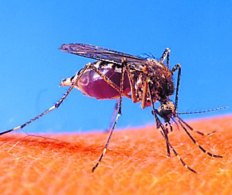 ಡೆಂಗಿ: ರಾಜ್ಯದಲ್ಲಿ 445 ಪ್ರಕರಣ ದೃಢ