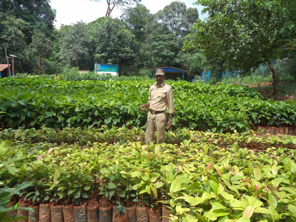 ಇವರು ಕಾಡು ಮರಗಳ ಡೈರೆಕ್ಟರಿ!