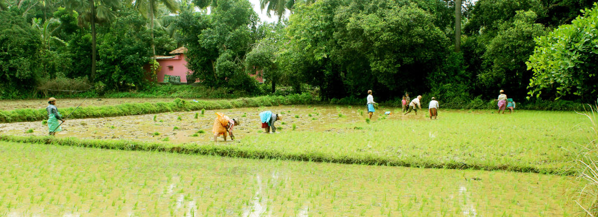 ಕರಾವಳಿಯಲ್ಲಿ ಬಿರುಸುಗೊಂಡ ಮಳೆ, ನಾಟಿ ಕಾರ್ಯ ಚುರುಕು