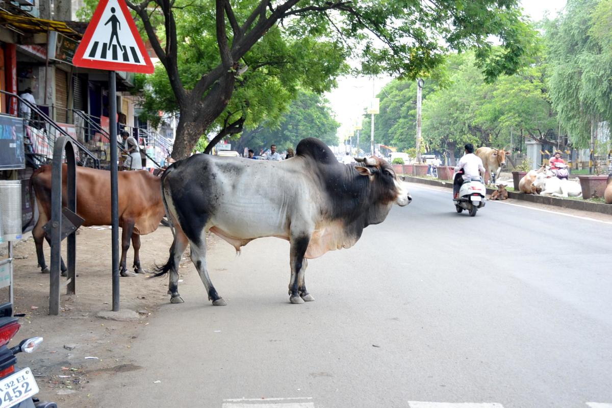 ಬಿಡಾಡಿ ದನಗಳಿಂದ ಪ್ರಾಣಕ್ಕೆ ಕುತ್ತು