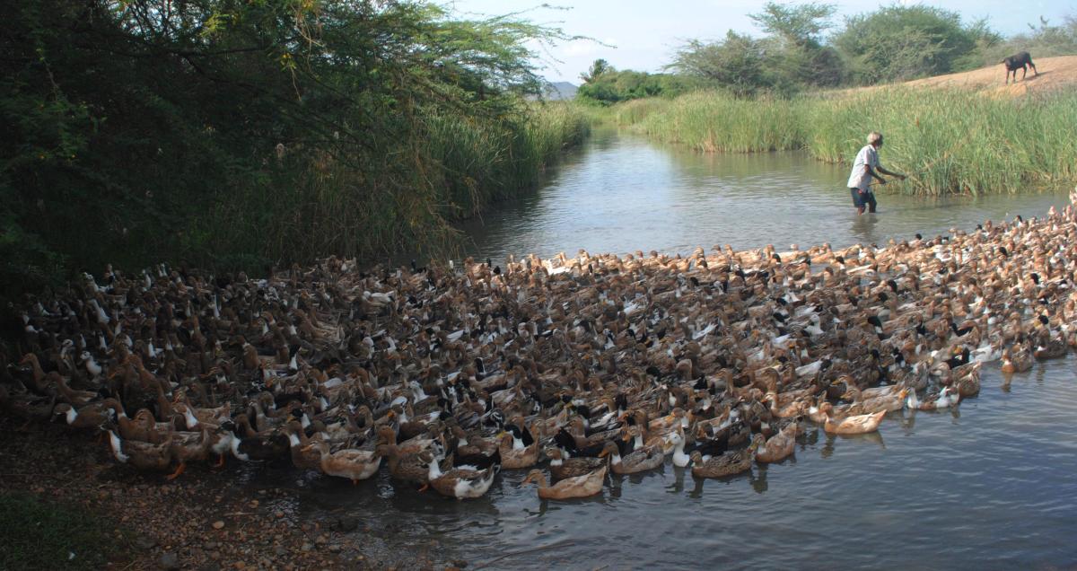 ಬಾತುಕೋಳಿಯೇ ದುಡಿಮೆ ಮೂಲ