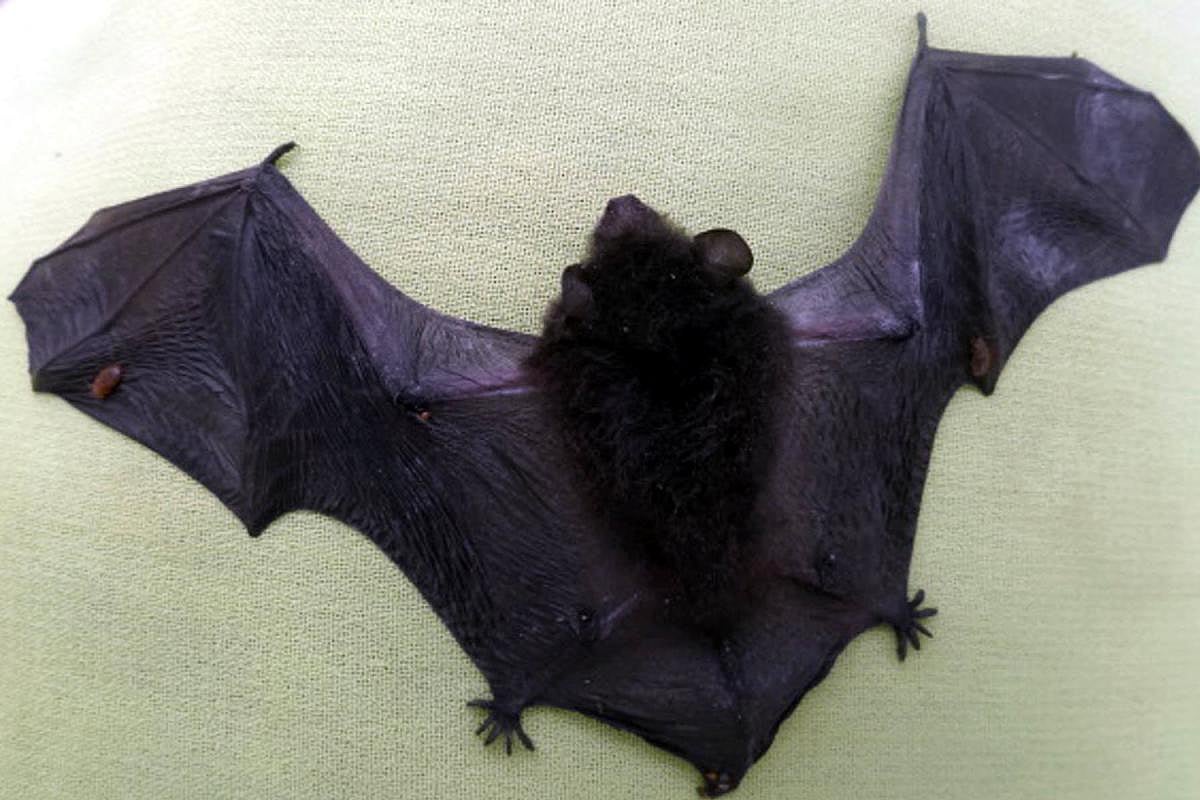 ಕುಣಿಗಲ್‌: ಮಾಂಸಕ್ಕಾಗಿ ಎಂಟು ಬಾವಲಿಗಳನ್ನು ಕೊಂದ ನಾಲ್ವರ ಬಂಧನ