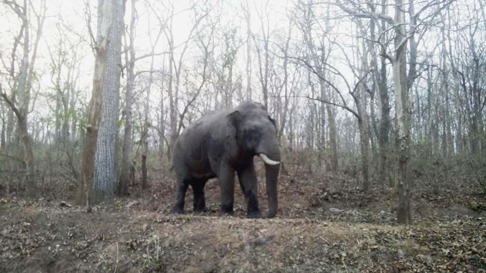 ಅ.2ರಿಂದ ವನ್ಯಜೀವಿ ಸಪ್ತಾಹ ಆರಂಭ, 13ರಂದು ಸಕ್ರೇಬೈಲಿನಲ್ಲಿ ಆನೆಗಳ ಉತ್ಸವ