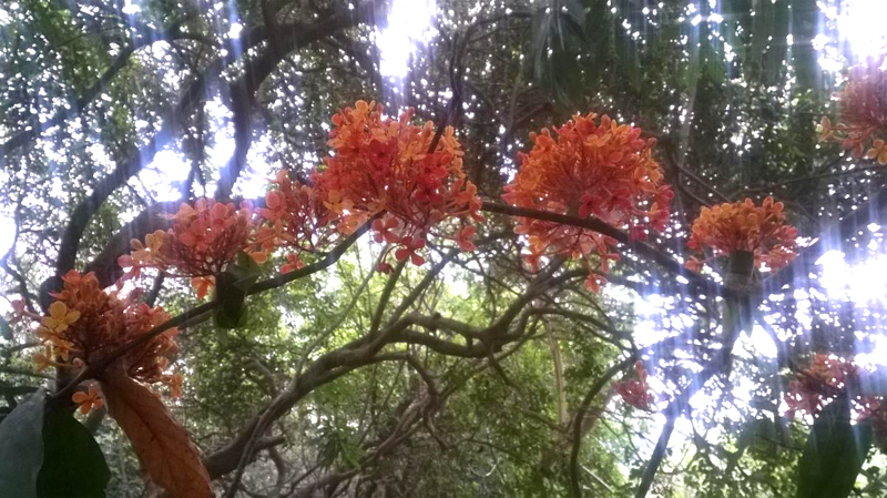 ಅಶೋಕವನದ ಜೀವಸಂಜೀವಿನಿಗಳು