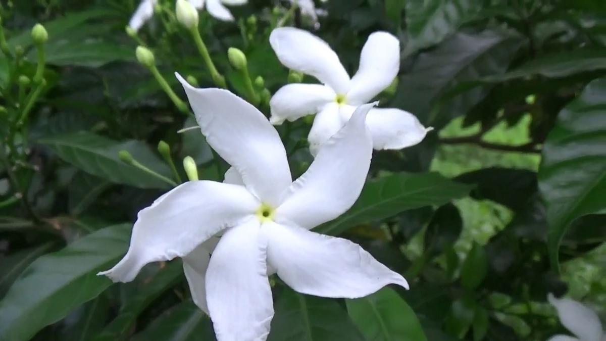 ನಂದಿಬಟ್ಟಲಲ್ಲಿದೆ ಕಾಡಿಗೆ