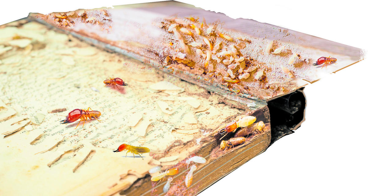 ವಿಶ್ವವಿದ್ಯಾಲಯಗಳ ಕರ್ಮಕಾಂಡ: ಮೇಯೋಕೆ ಹಸನಾದ ಹುಲ್ಲುಗಾವಲು