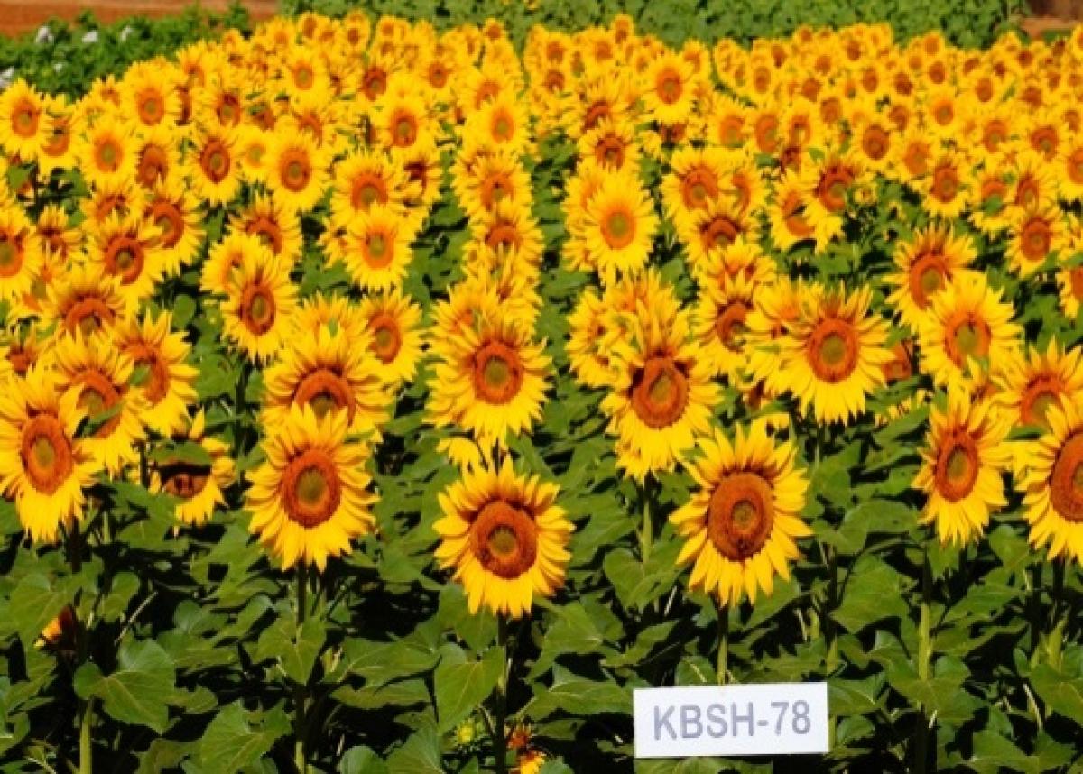 ಬೆಂಗಳೂರು ಕೃಷಿ ವಿ.ವಿ: 4 ಹೊಸ ತಳಿ ಅಭಿವೃದ್ಧಿ