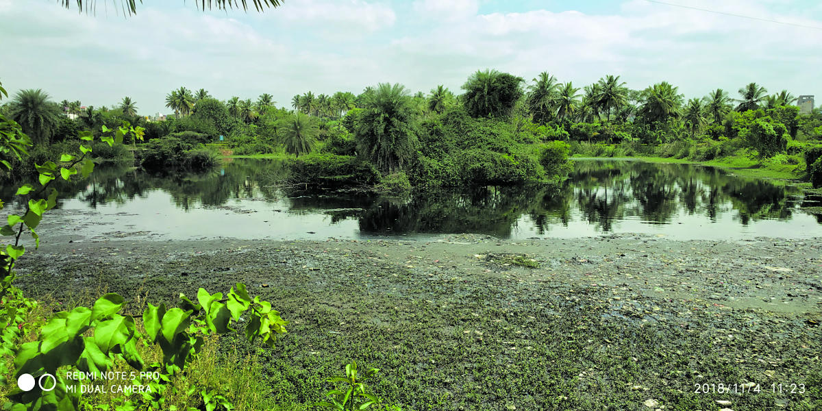 ಗಬ್ಬು ನಾರುತ್ತಿದೆ ಕೊಮ್ಮಘಟ್ಟ ಕೆರೆ