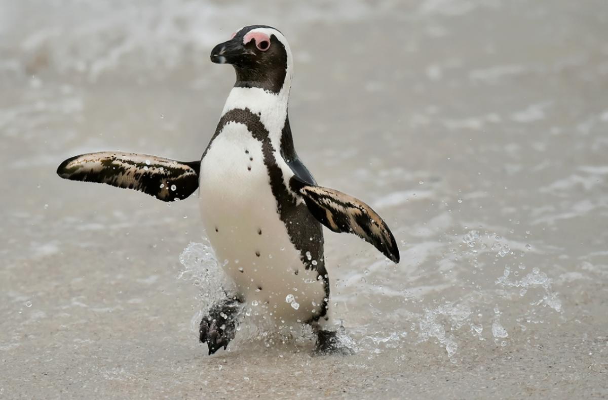 ಗಂಟೆಗೆ 27 ಕಿ.ಮೀ ವೇಗದಲ್ಲಿ ಈಜುವ ಹಂಬೋಲ್ಟ್‌ ಪೆಂಗ್ವಿನ್‌!