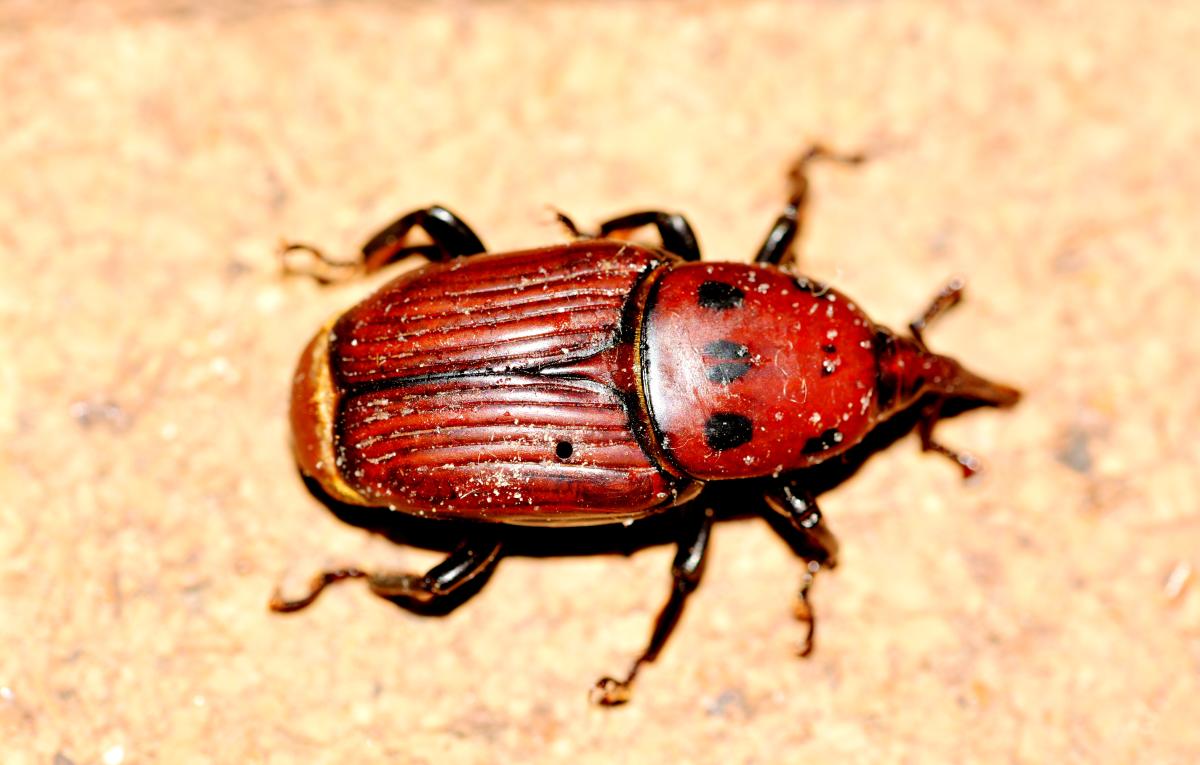 ತೆಂಗಿನ ಮರ ಉರುಳಿಸುವ ಕೆಂಪು ಮೂತಿ ಹುಳು