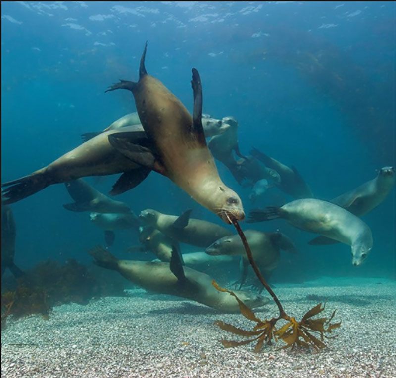 ಆಮ್ಲಜನಕ ಪ್ರಮಾಣದಲ್ಲಿ ಅಲ್ಪ ವ್ಯತ್ಯಾಸವೂ ಜಲಚರಗಳಿಗೆ ಕಂಟಕ: ಅಧ್ಯಯ ವರದಿ