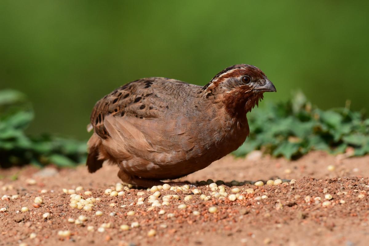 ಅಂಜುಬುರಕ ಕಾಡುಬುರ್ಲಿ