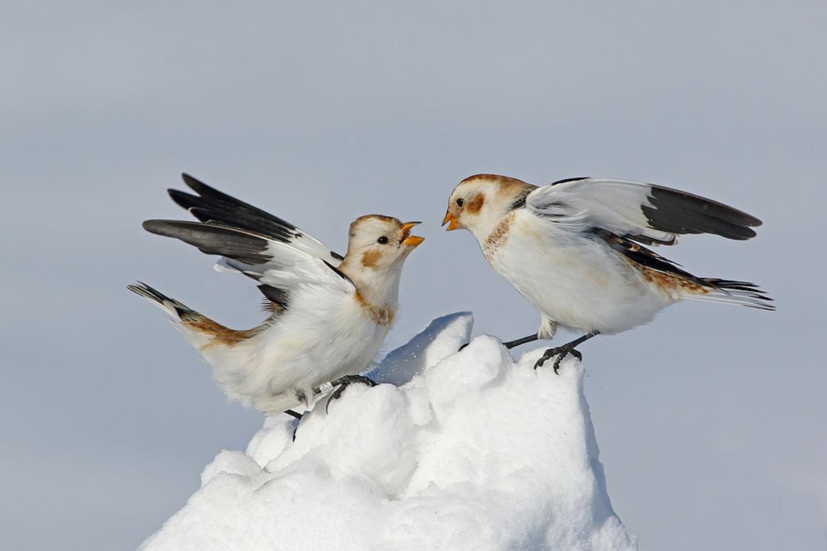 ಕೊರೆವ ಚಳಿಯಲ್ಲೂ ಬದುಕುವ ಬಂಟಿಂಗ್!