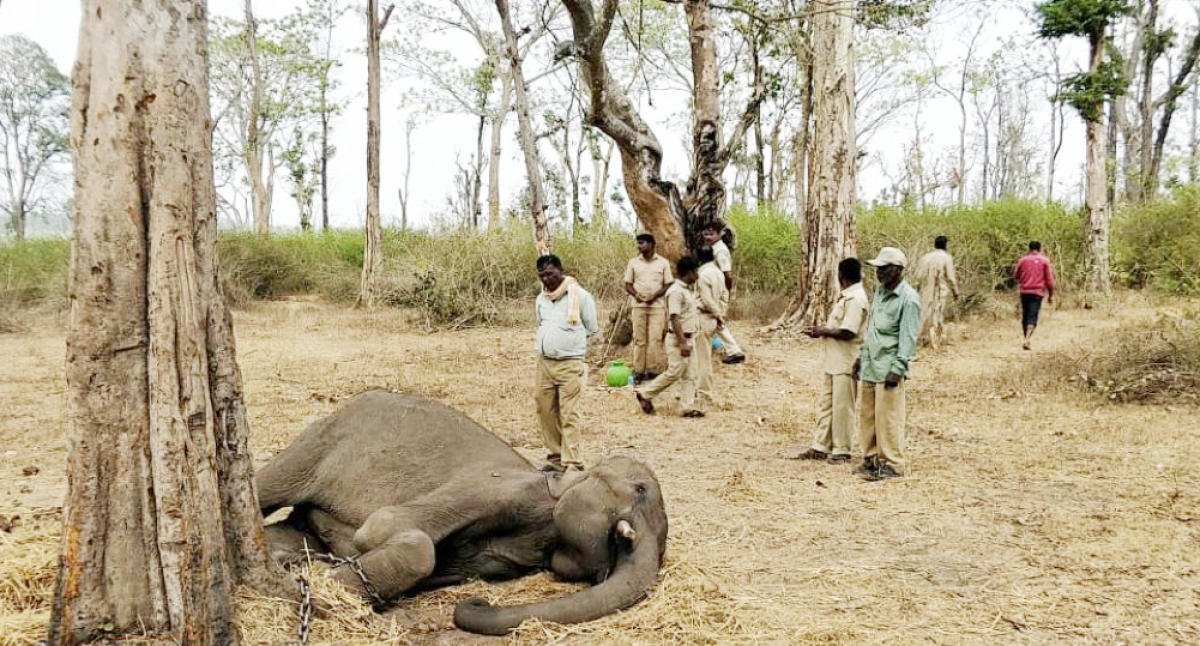 ದುಬಾರೆ ಶಿಬಿರ: ಹೆಜ್ಜೇನು ದಾಳಿ; ಕೊನೆಗೂ ಬದುಕಲಿಲ್ಲ ಸಾಕಾನೆ ‘ಕಾರ್ತಿಕ್’