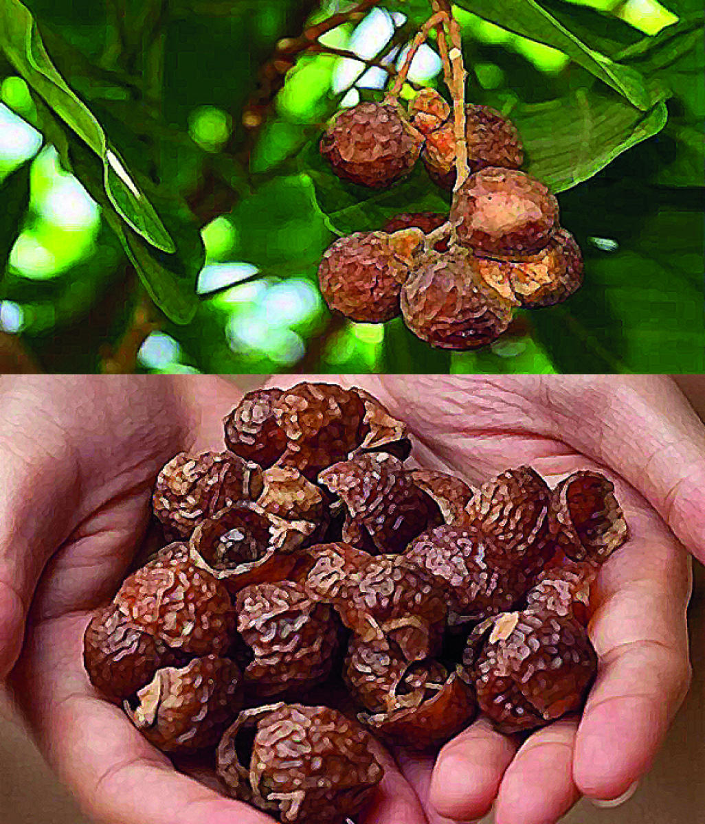 ನಗರದ ನಂಜು: ಹಸಿರು ಶಮನವುಂಟೇ?