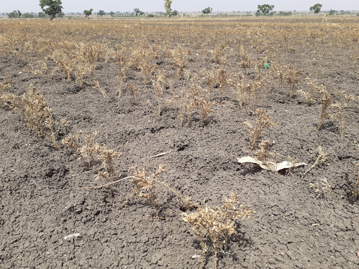 ದೇಶದ ಶೇಕಡ 50ರಷ್ಟು ಪ್ರದೇಶದಲ್ಲಿ ಬರ: ಐಐಟಿ ವಿಜ್ಞಾನಿಗಳ ಅಧ್ಯಯನ