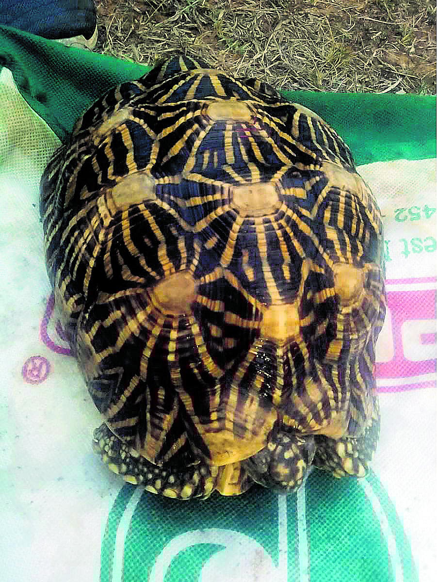 58 ನಕ್ಷತ್ರ ಆಮೆಗಳ ಅಕ್ರಮ ಸಾಗಣೆ: ಸಿಂಗಪುರದಲ್ಲಿ ಭಾರತೀಯನಿಗೆ ಜೈಲು