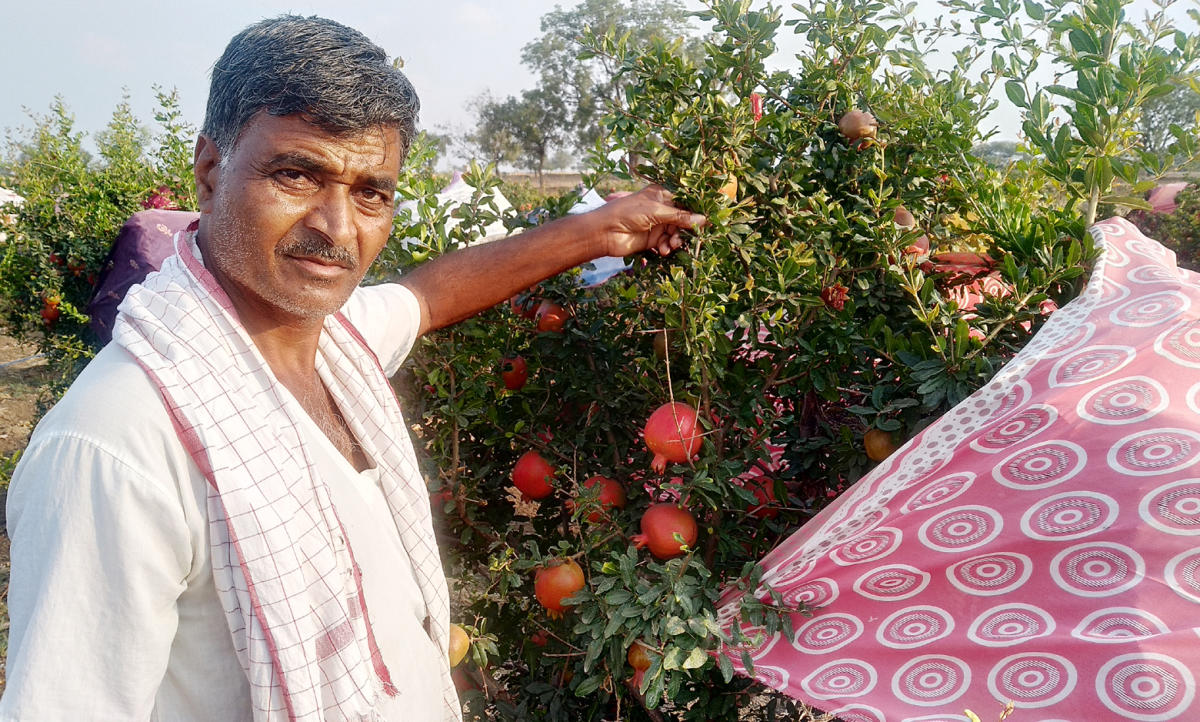 ದಾಳಿಂಬೆ ರಕ್ಷಣೆಗೆ ಸೀರೆ ಹೊದಿಕೆ