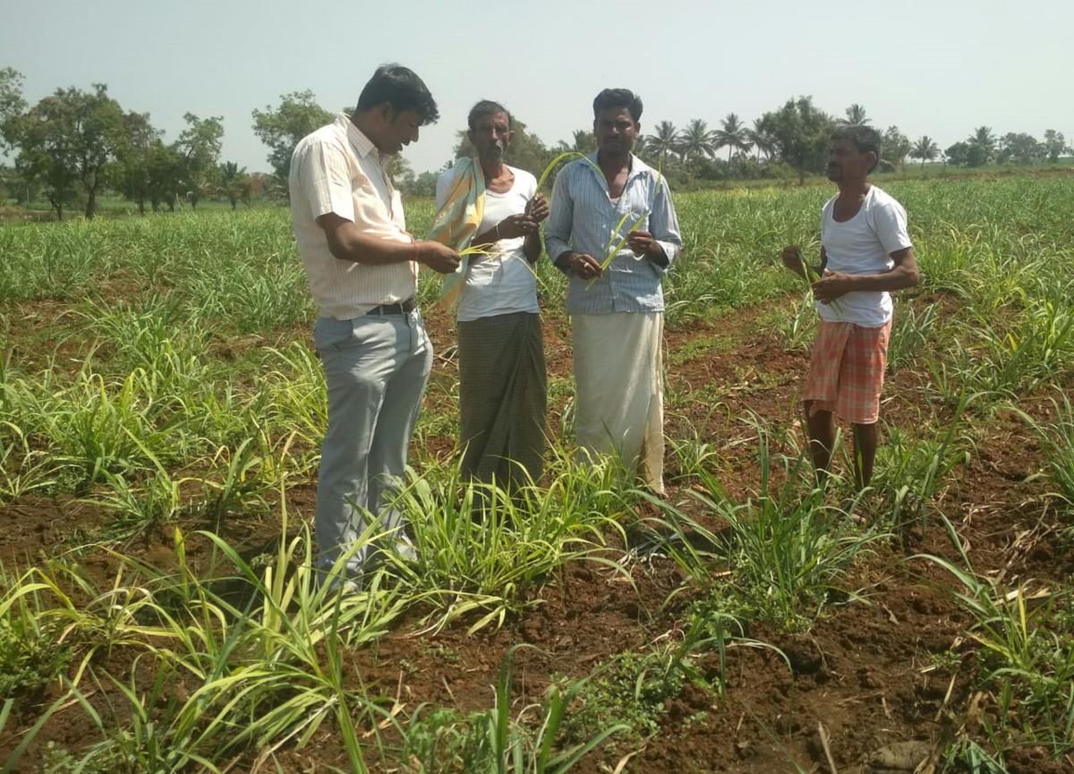 ಕಬ್ಬು ಎಲೆ ಬಿಳಿಚುವಿಕೆಗೆ ಪರಿಹಾರ ಏನು?