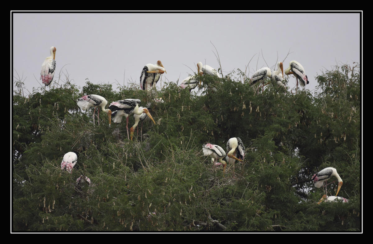 ಬಾಣಂತನಕ್ಕೆ ಬರಲಿಲ್ಲ ಬಾನಾಡಿಗಳು