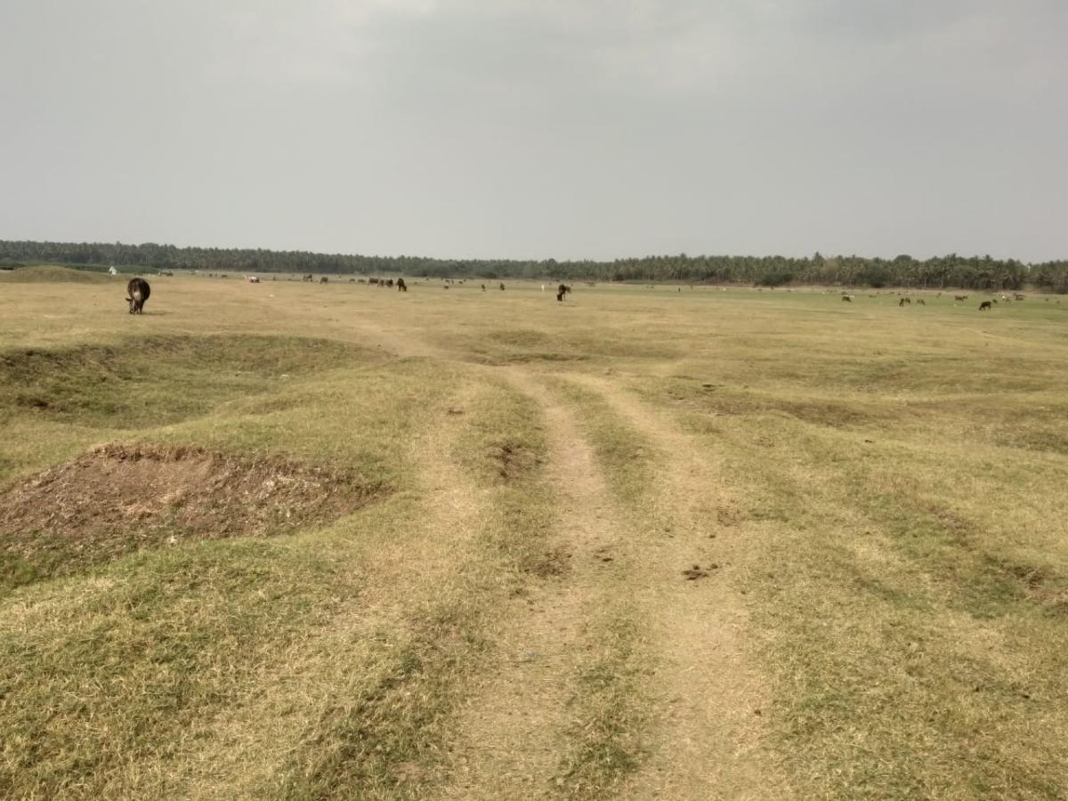 ಸಂತೇಬಾಚಹಳ್ಳಿ ಹೋಬಳಿ: ನೀರಿಲ್ಲದೆ ತತ್ತರಿಸಿದ ಜನ, ಜಾನುವಾರು