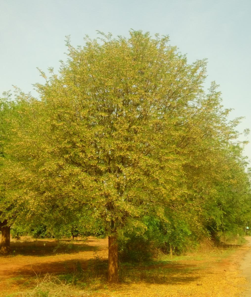 ಮಳೆ ಕೊರತೆಯ ನಡುವೆ ಹುಣಸೆ ಹೂವಿನ ಶೃಂಗಾರ