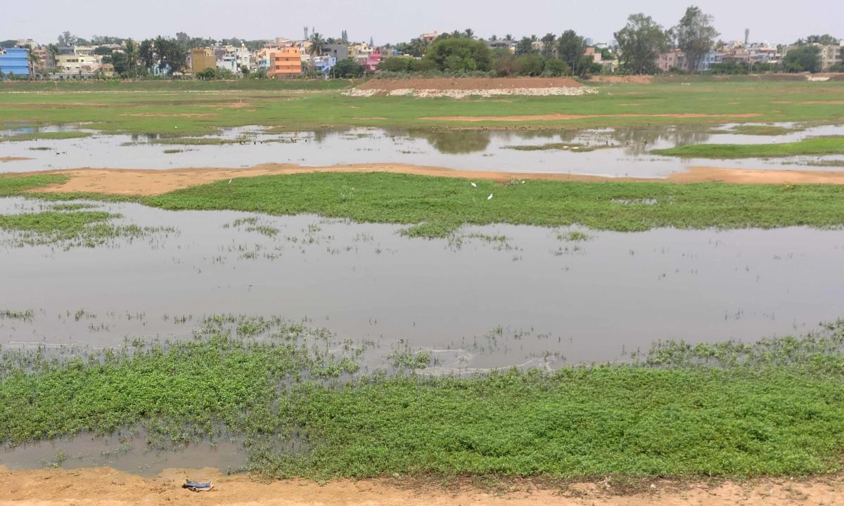 ಬೊಮ್ಮಸಂದ್ರ ಕೆರೆಗೆ ಸೇರುತ್ತಿದೆ ಕೊಳಚೆ