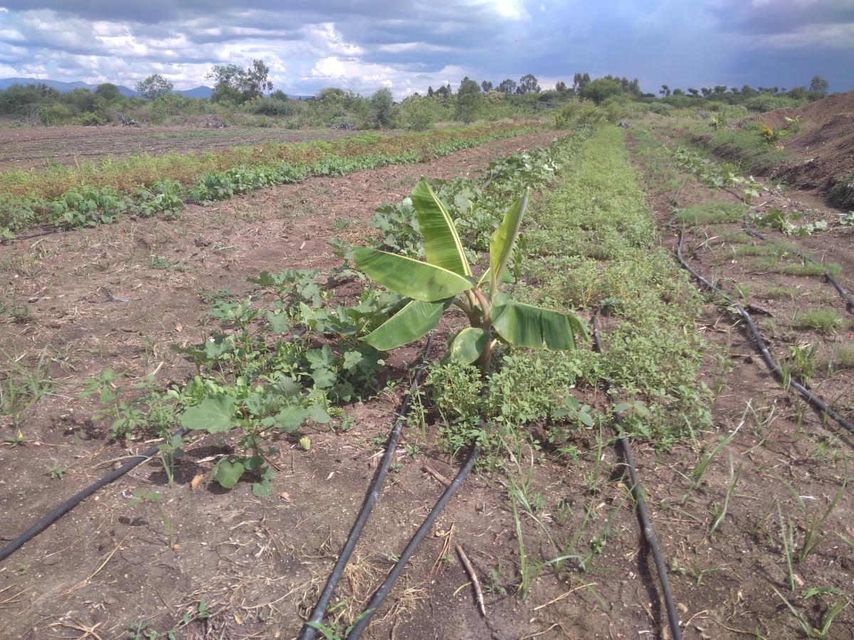 ಸಂಕಟ ಶಮನಕ್ಕೆ ಸಾಮೂಹಿಕ ಬೇಸಾಯ