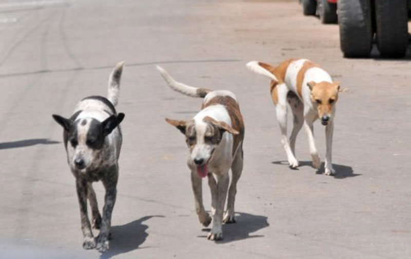 ಸಾಕು ನಾಯಿಗಳ ಹಾವಳಿ ತಡೆಗಟ್ಟಿ