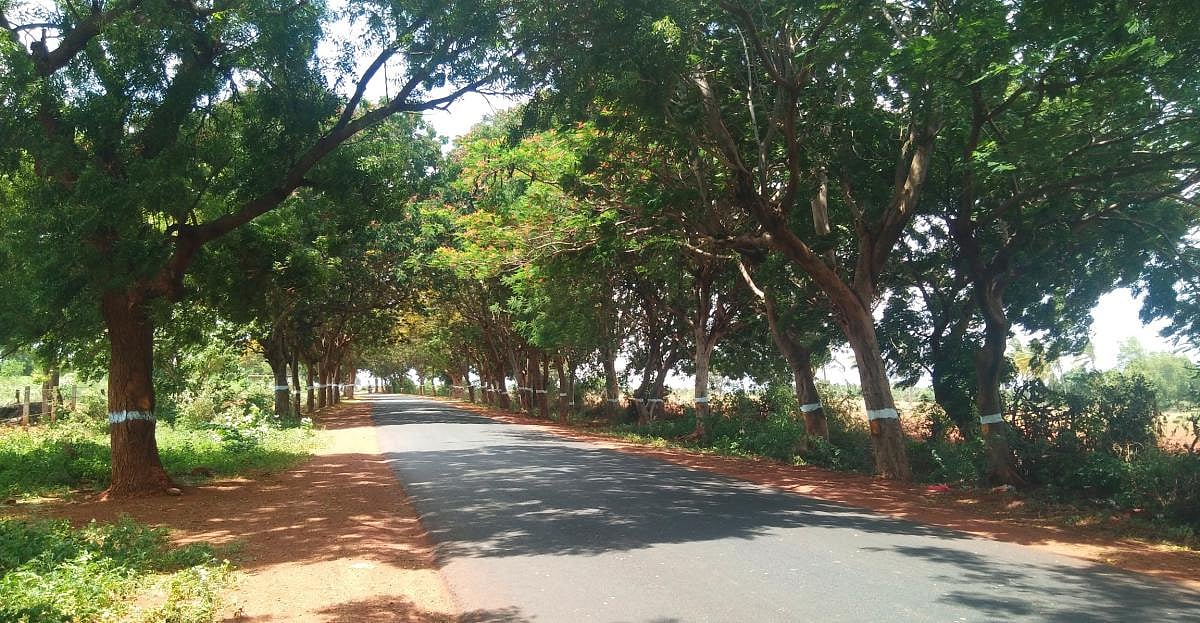 ಉಪನಗರ ರೈಲ್ವೆ: ಮರಗಳನ್ನು ಕಡಿಯಲು ನಿರ್ಬಂಧ