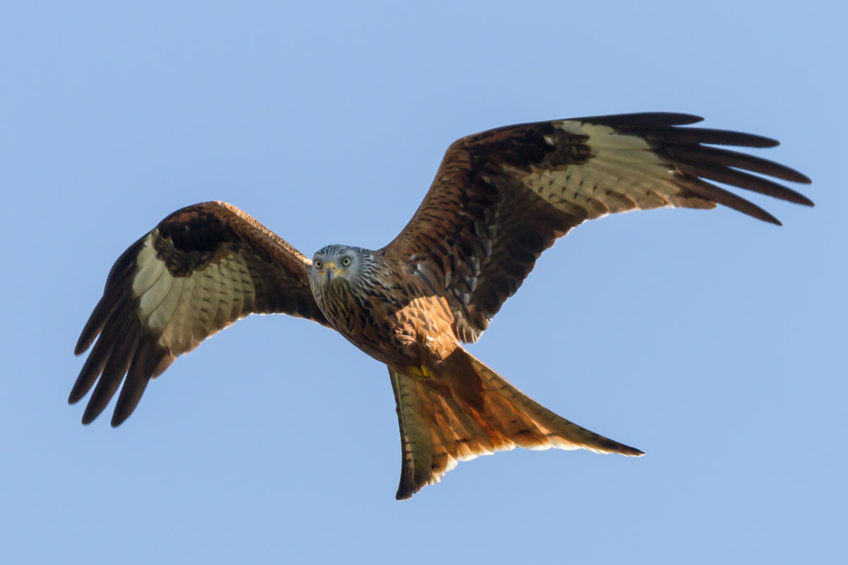 ಅಪರೂಪದ ಹದ್ದು ‘ರೆಡ್‌ ಕೈಟ್’