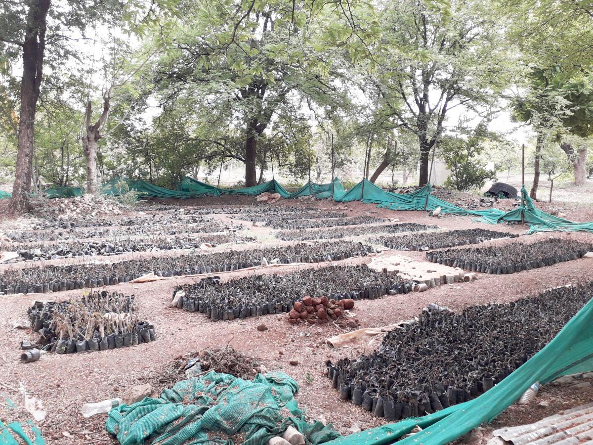 ನೀರಿಲ್ಲದೇ ನಲುಗಿದ ತೋಟಗಾರಿಕಾ ಕ್ಷೇತ್ರ