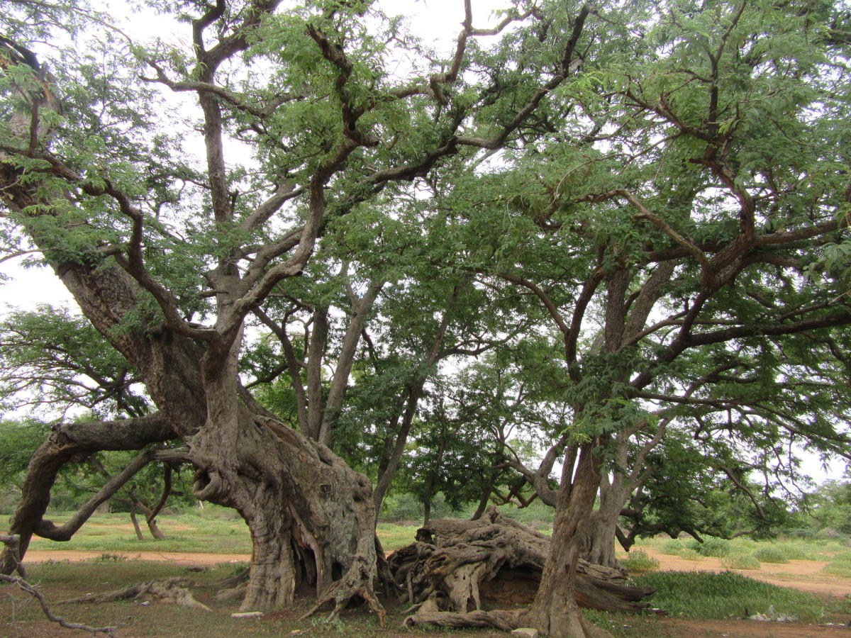 ಮುಪ್ಪಾಗದ ಹುಣಸೆ ತೋಪಿನಲ್ಲಿ..