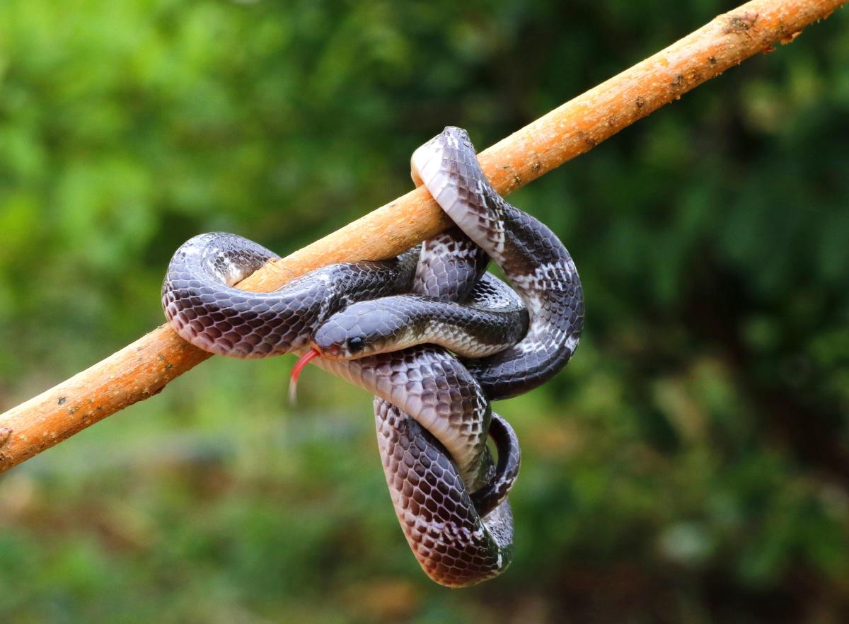 ಕಟ್ಟು ತೋಳ ಹಾವಿನ ರಕ್ಷಣೆ
