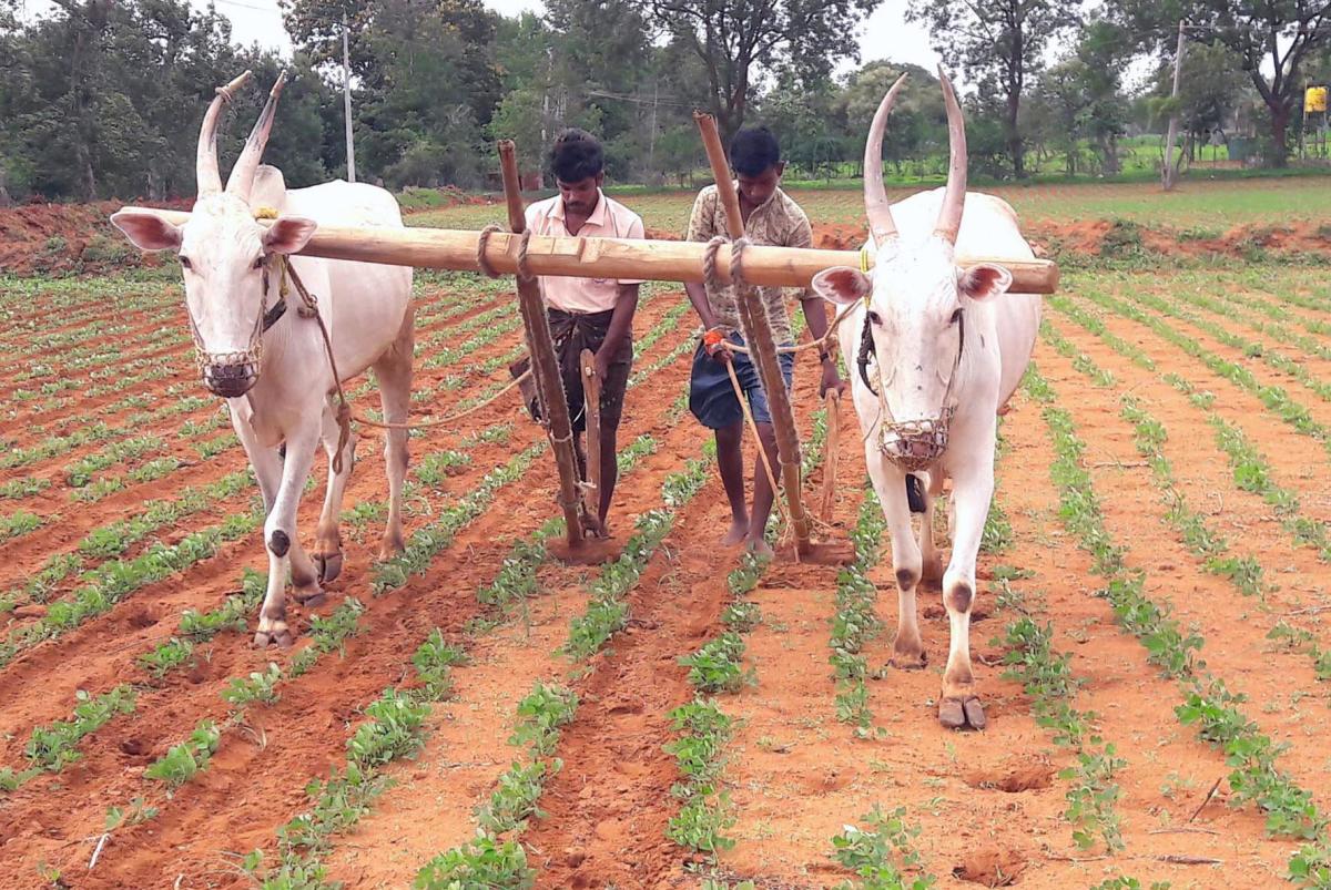 ಮಳೆ ಕೊರತೆ: ಬಿತ್ತನೆ ವಿಳಂಬ