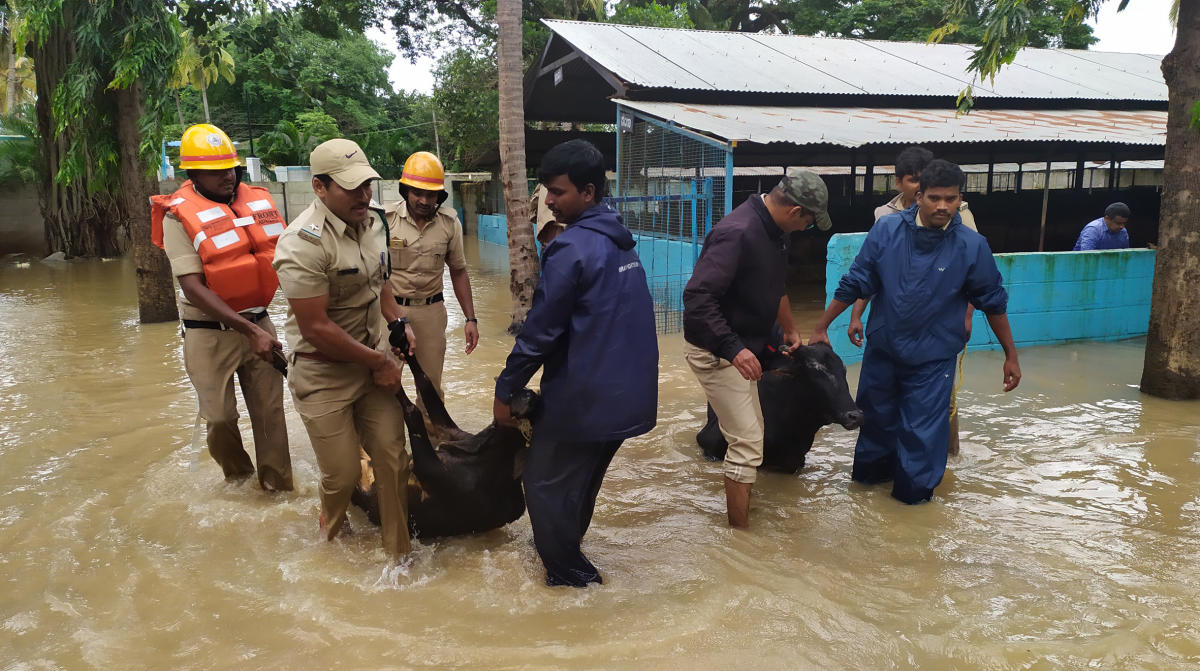 ಕರ್ನಾಟಕ ಪ್ರವಾಹ| ಪ್ರಾಣಿಗಳ ಕೂಗಿಗೆ ಮಿಡಿದ ಹೃದಯ