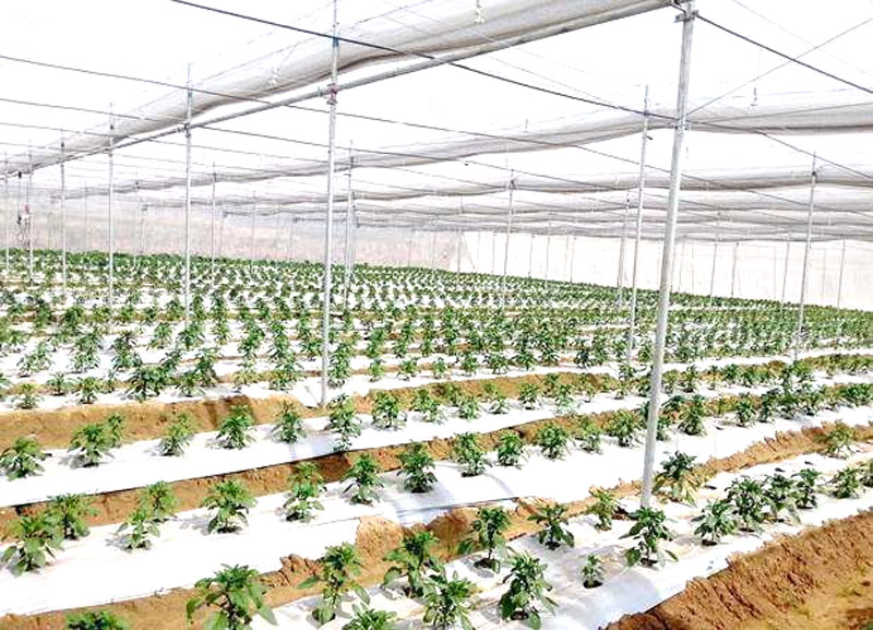 ‘ಹೊಸ ಚಿಗುರು’ ಸಂಸ್ಥೆಯ ‘ಅಭಿವೃದ್ಧಿ’ಯೋಜನೆ