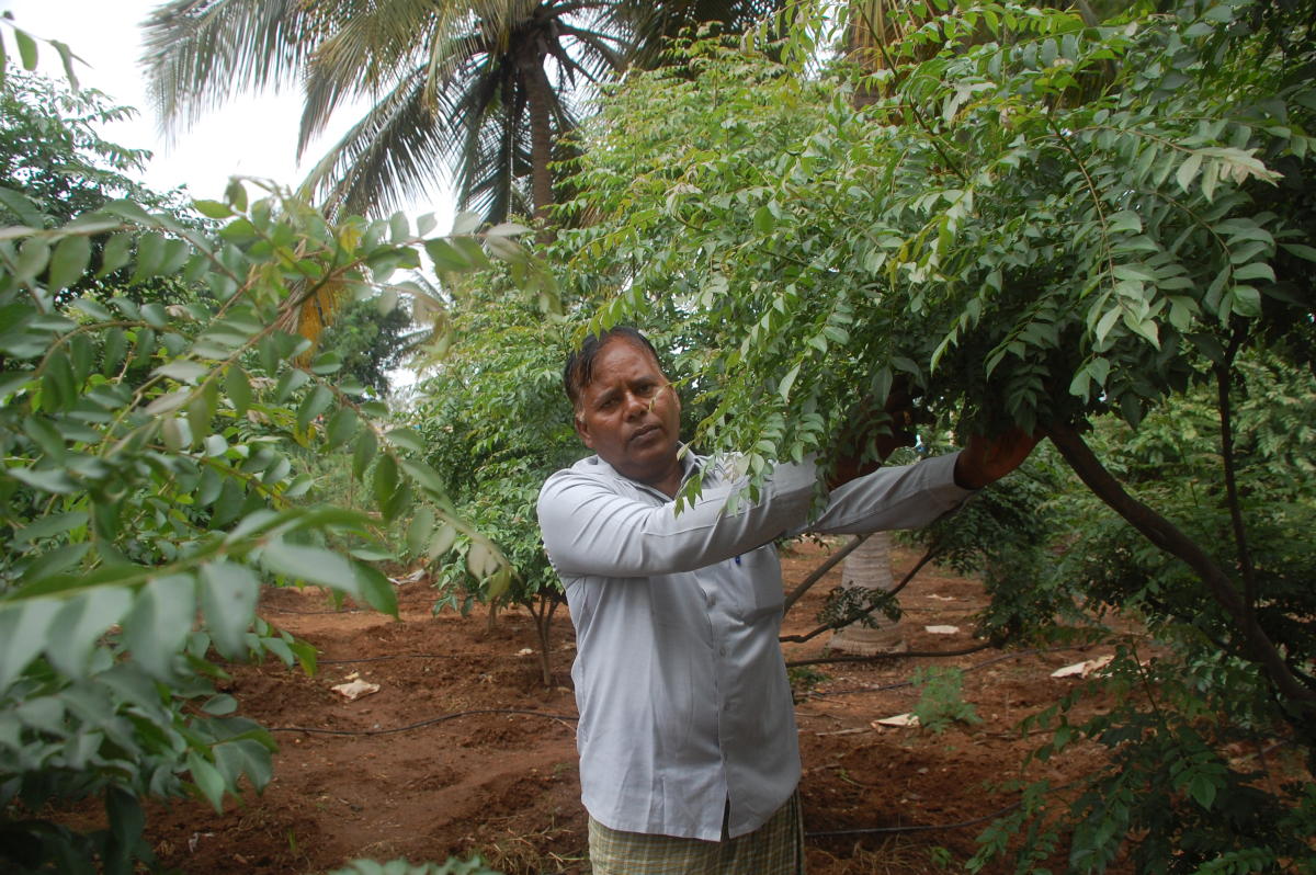 ಆದಾಯ ತರುವ ಅಂಗಳದಲ್ಲಿನ ನಾಟಿ ಕರಿಬೇವು