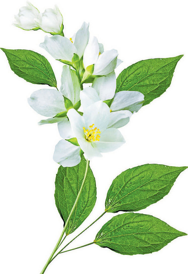 ಅಧ್ಯಾತ್ಮ ನೆಲದ ಒಡಲಿನ ಹೂವು