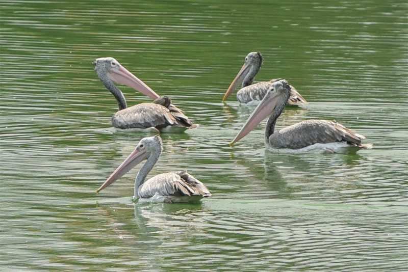 ಲಿಂಗಾಂಬುಧಿ ಕೆರೆಯಲ್ಲಿ ಪಕ್ಷಿಗಳ ಸಾವು
