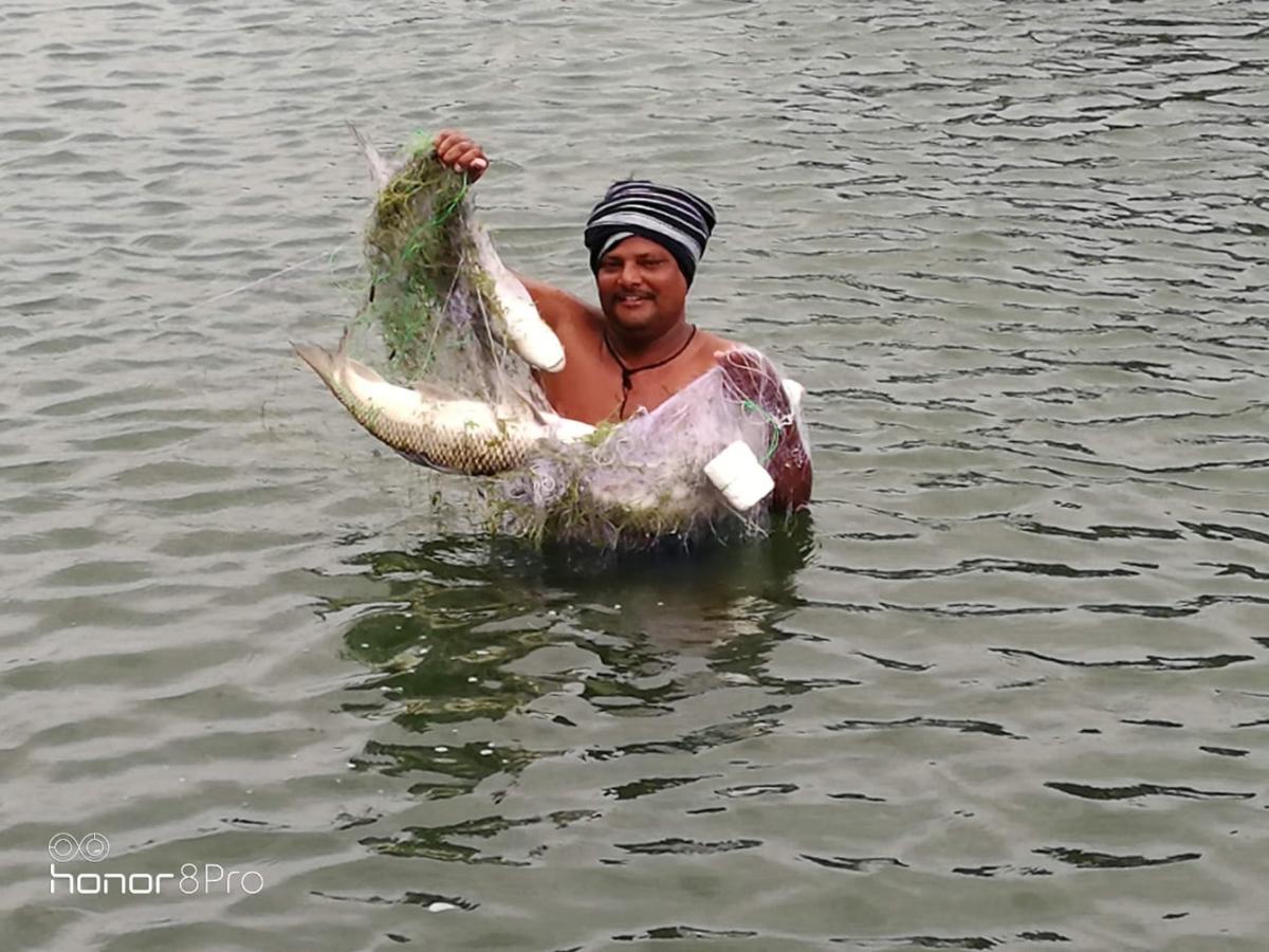 ಕೃಷಿ ಹೊಂಡದಲ್ಲಿ ಕಾಟ್ಲಾ, ರಾಹೂ ಮೀನು ಸಾಕಾಣಿಕೆ