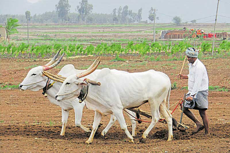 ಶಿರಸಿ: ಸಾಲಮನ್ನಾ ವಂಚಿತ ರೈತರು ಅಡಕತ್ತರಿಯಲ್ಲಿ