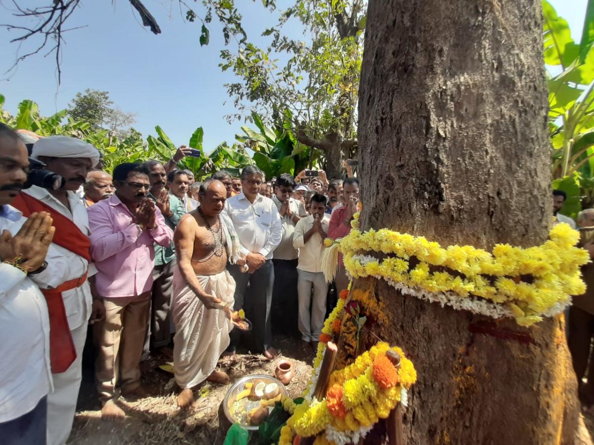 ಶಿರಸಿ ಮಾರಿಕಾಂಬಾ ಜಾತ್ರೆ: ರಥ ಕಟ್ಟಲು ತಾರೆ ಮರಕ್ಕೆ ಕಚ್ಚು