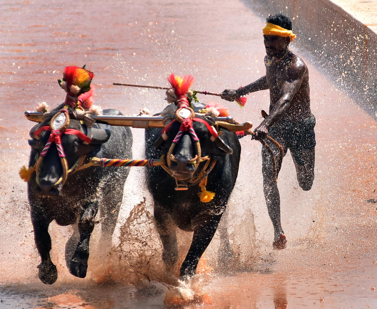 ಕಂಬಳದ ಓಟಗಾರ ಶ್ರೀನಿವಾಸ ಗೌಡ ಮತ್ತೆರಡು ದಾಖಲೆ!
