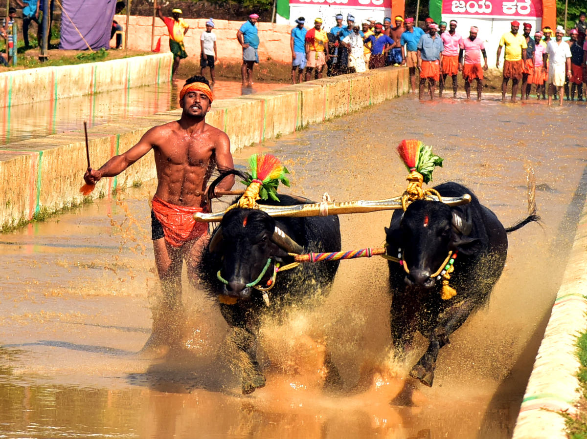 ಕಂಬಳದ ಕೋಣವೂ... ವೇಗದ ಓಟವೂ...