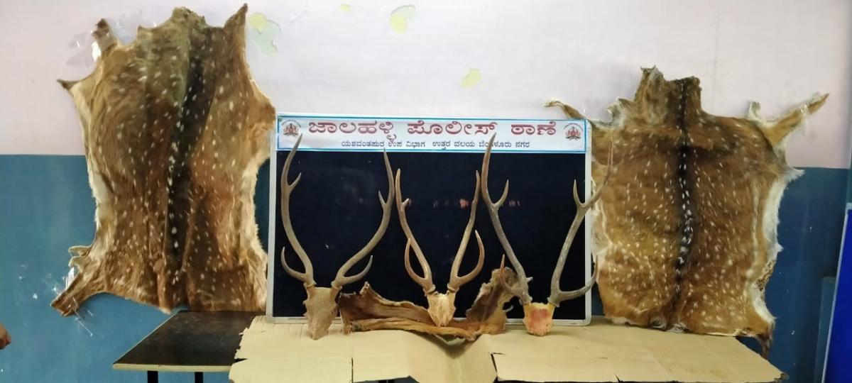 ಜಿಂಕೆ ಚರ್ಮ, ಕೊಂಬು ಜಪ್ತಿ